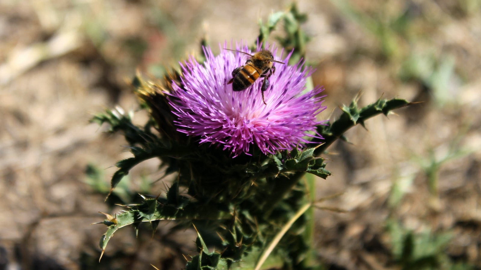 1. From Honey to Agave: A Guide to Different Sweeteners