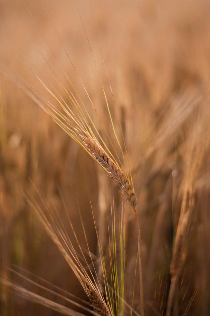 Crafting the Perfect Base: Choosing Grains and Greens for Maximum Nutrition