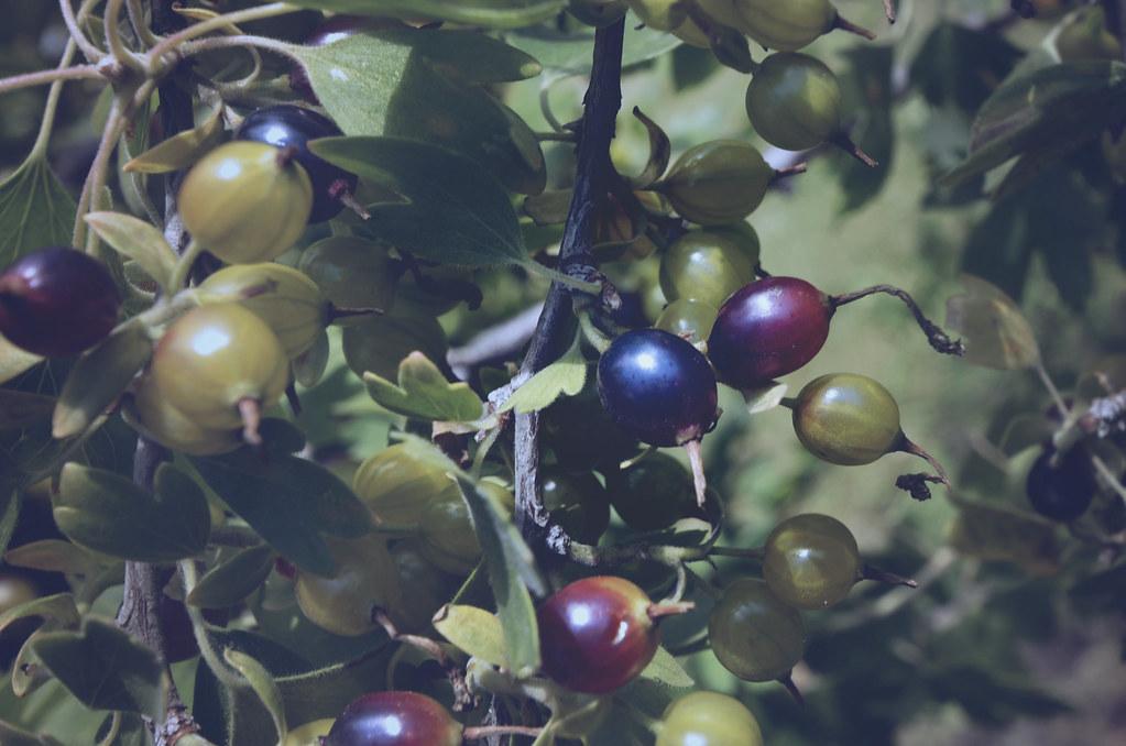 Balancing Flavors: Pairing Superfoods with Classic Ingredients