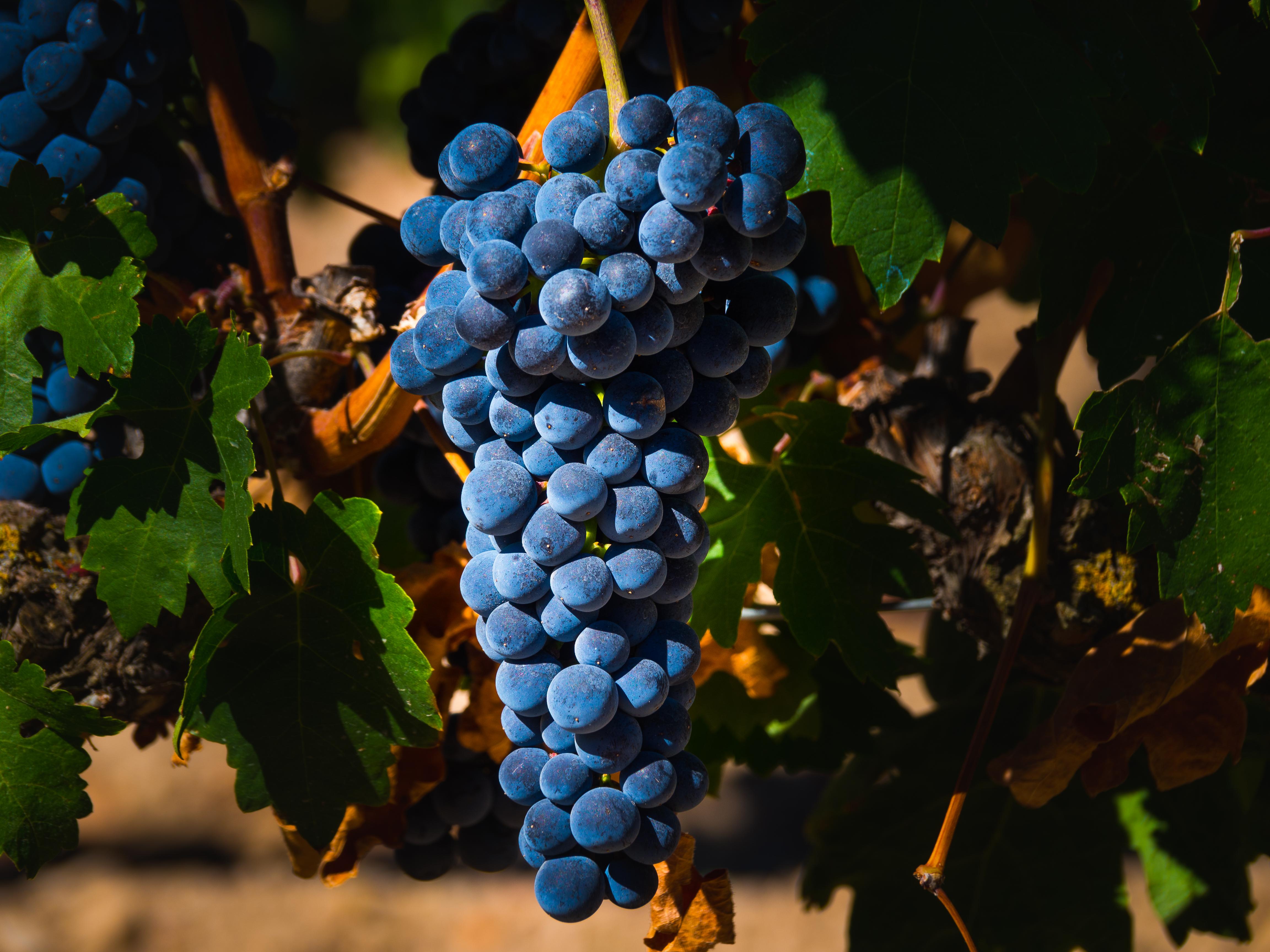 Balancing Your⁢ Diet: Integrating Fermented‌ Foods Wisely