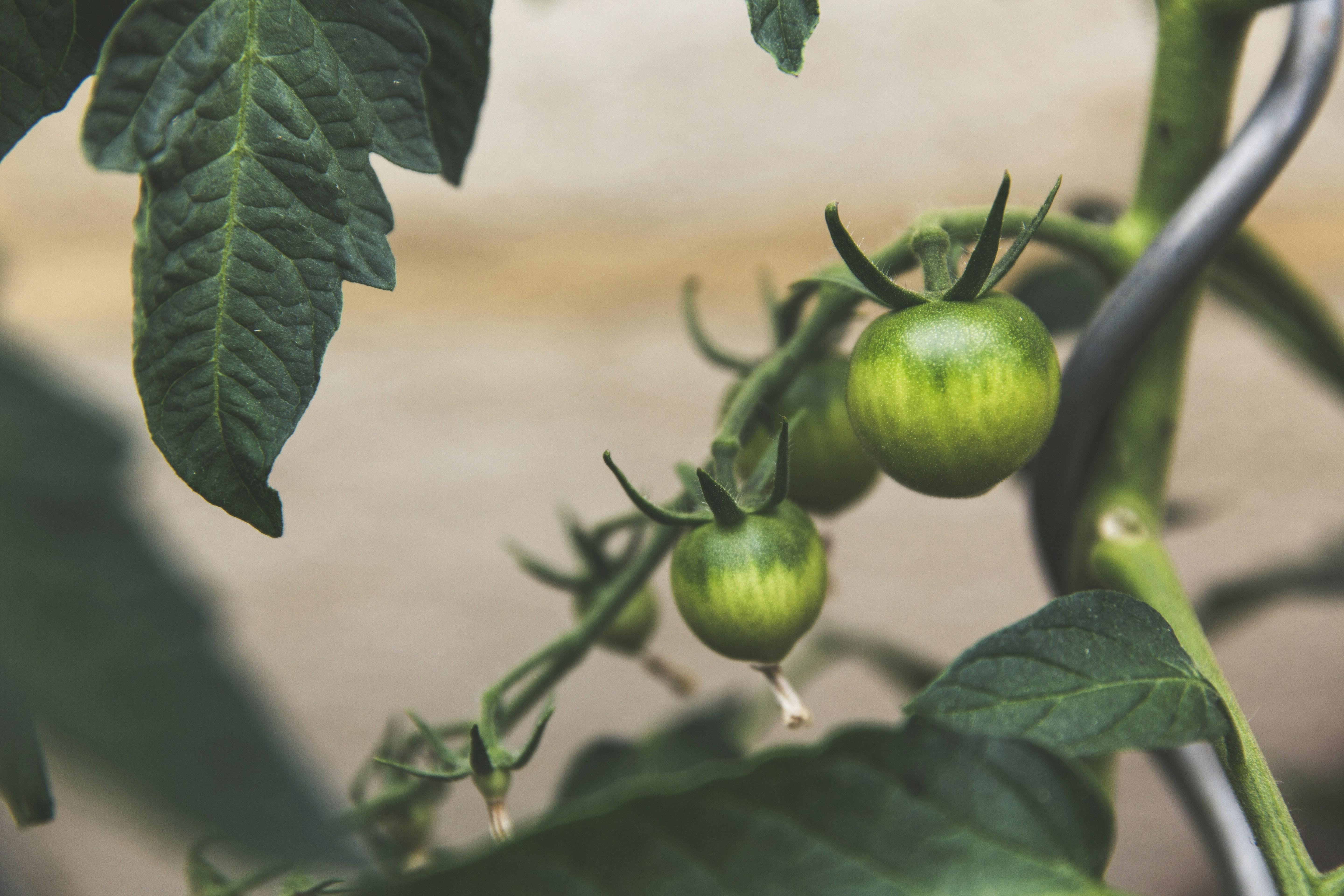 Sustainable and Budget-Friendly Legume Choices