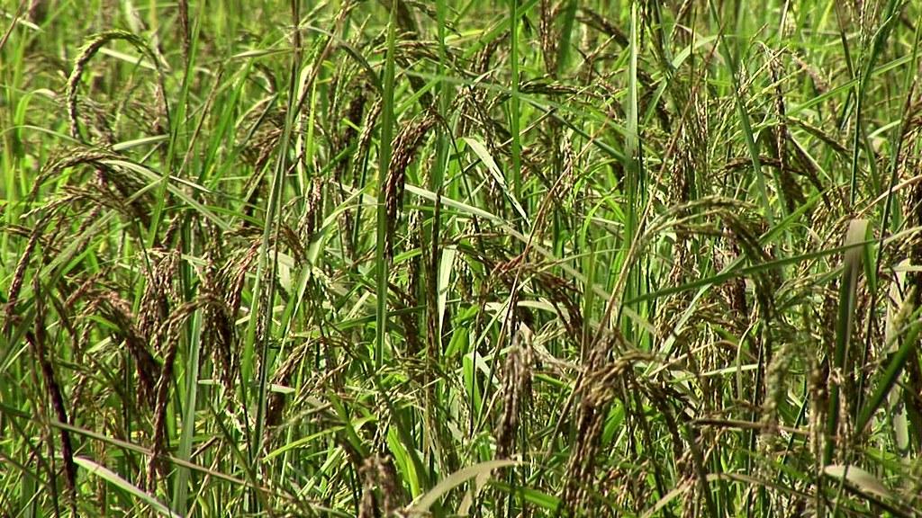 Crafting Balanced Diets: Integrating Micronutrient Strategies