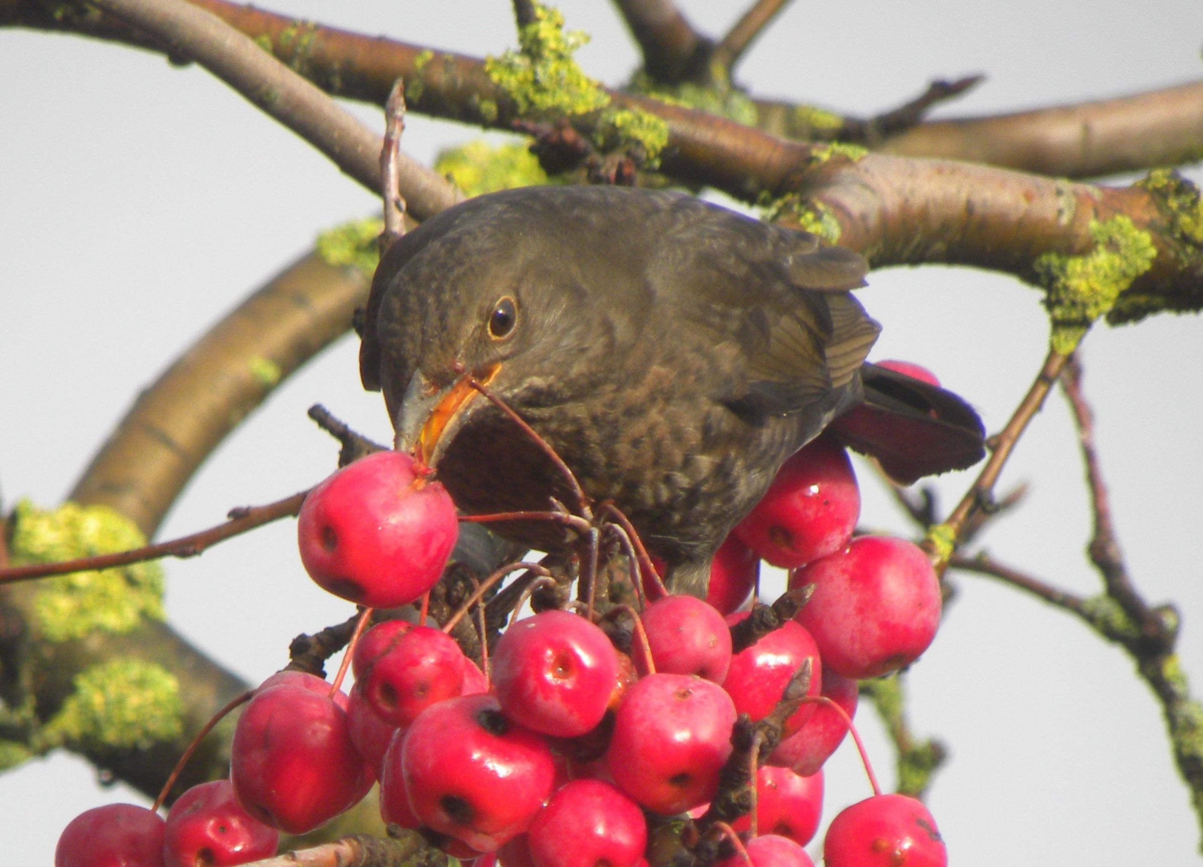 Beyond the Hype: Expert Recommendations for Superfood Consumption