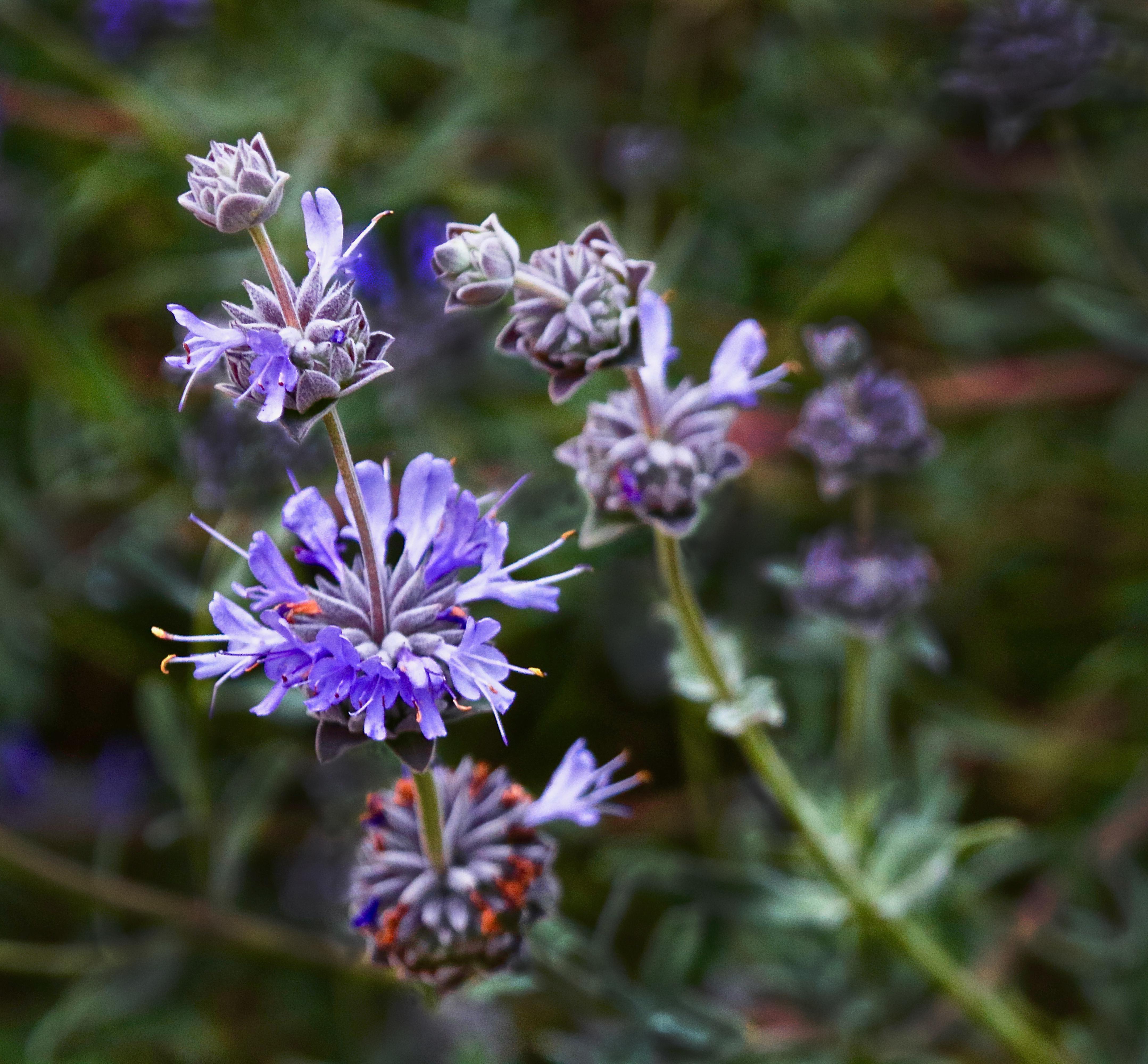 Unlocking Plant Power: Chia Seeds as a Protein Source
