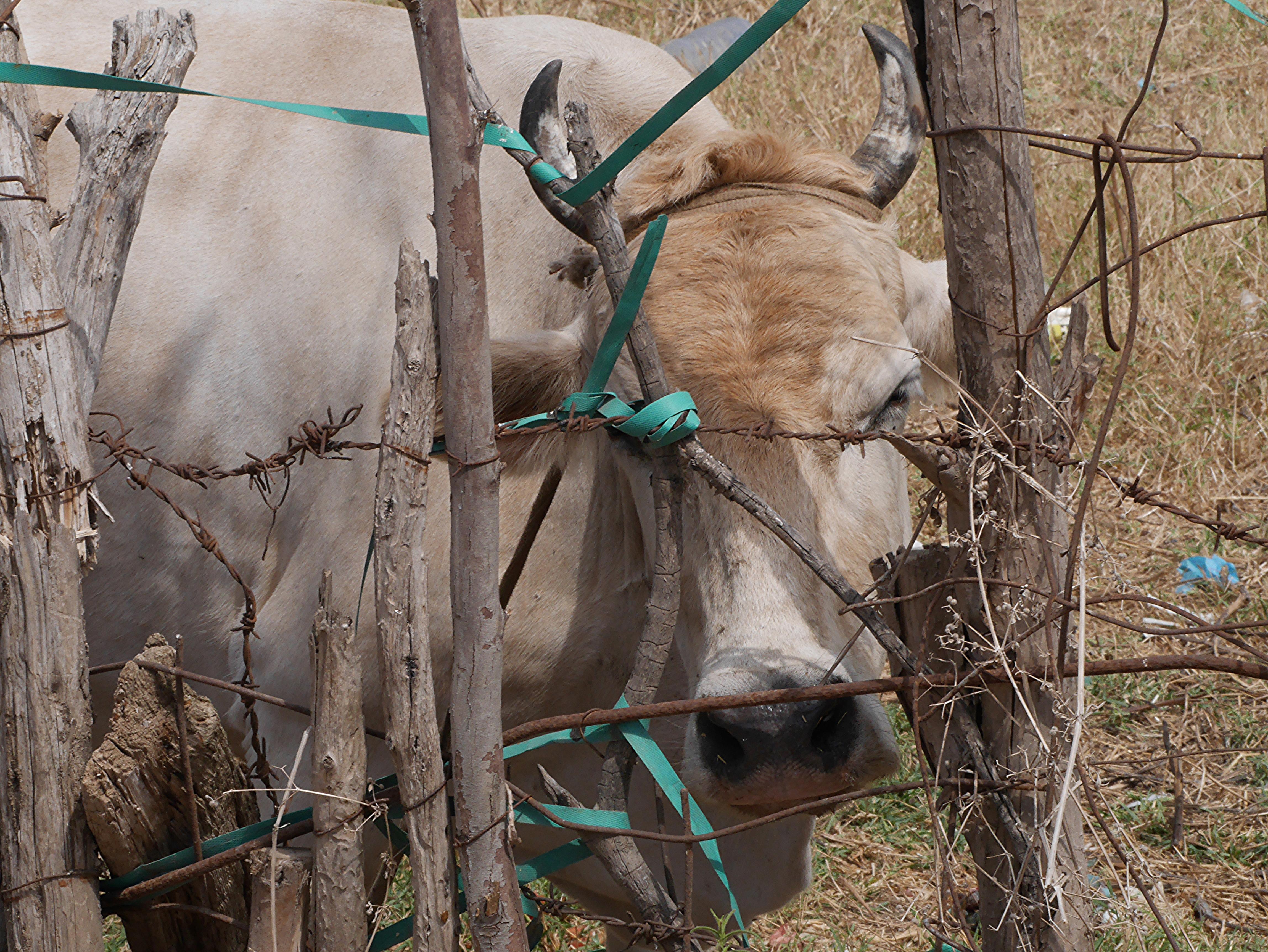 Evaluating the Role of Dairy in Bone Health