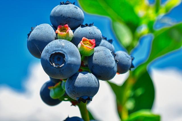 Incorporating Superfoods into Your Daily Diet