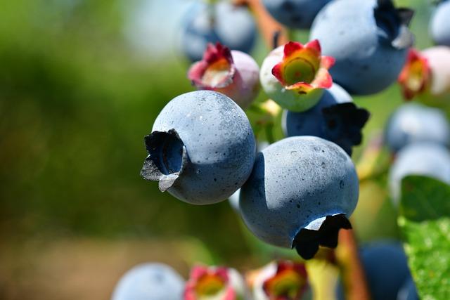 Harnessing Antioxidants for Enhanced Well-being